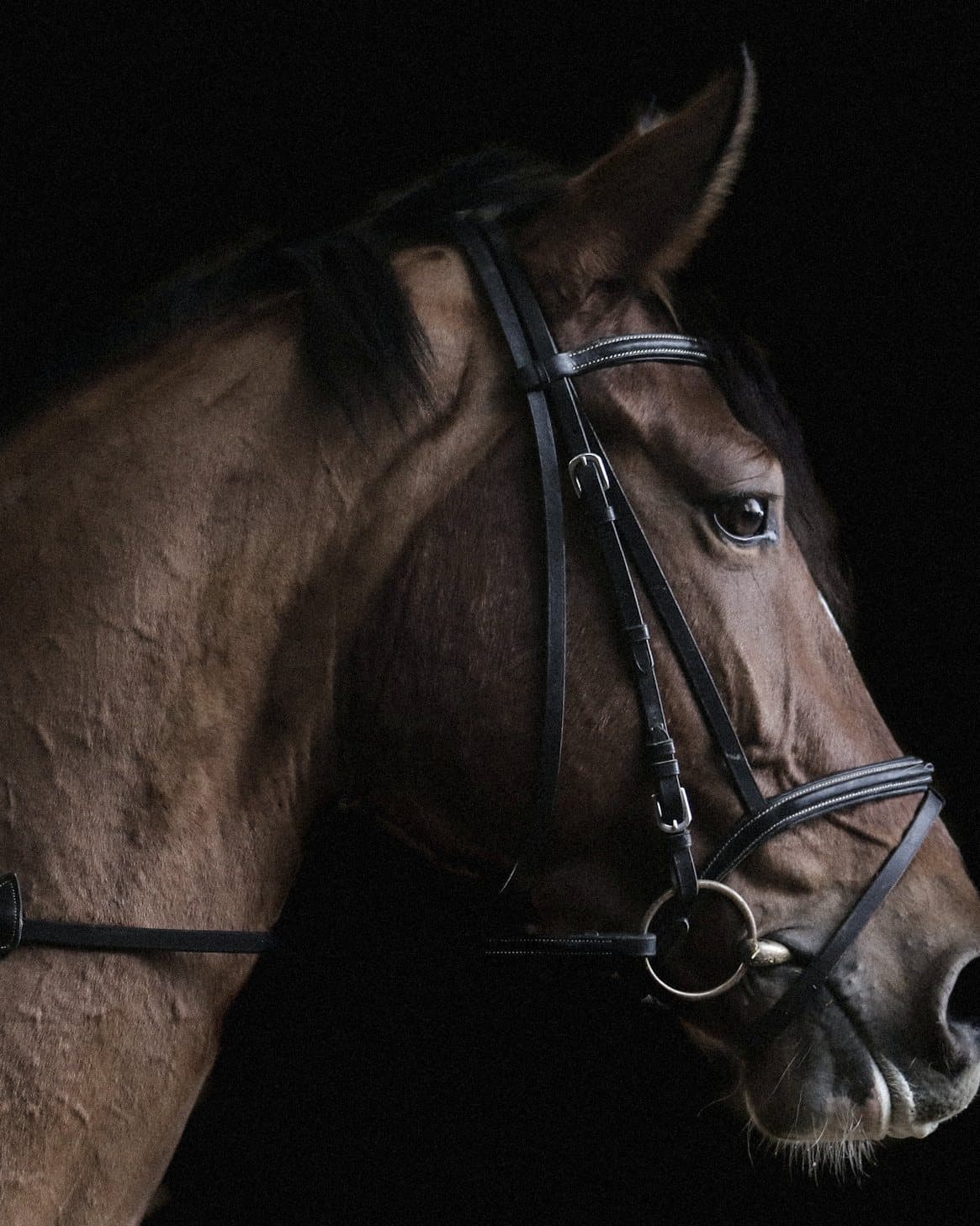A bay horse in a fine leather bridle, photographed against black